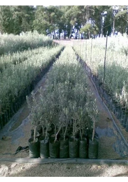 Videolu 10'lu Zeytin Fidanı 30-40 cm Tüplü İç Mekan Bitkileri Olive Sapling fiyatları