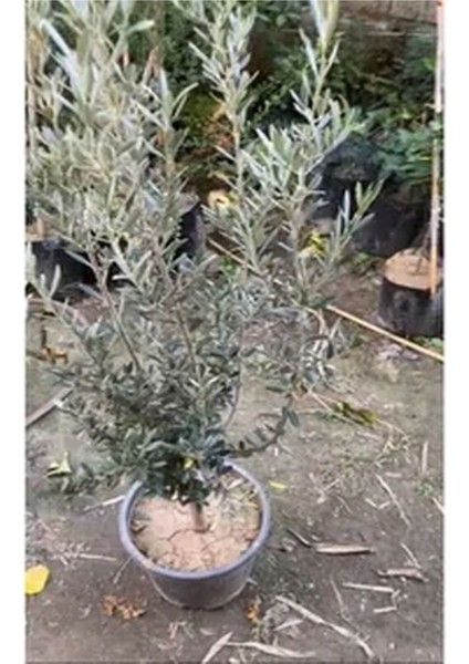Videolu 10'lu Zeytin Fidanı 30-40 cm Tüplü İç Mekan Bitkileri Olive Sapling modelleri