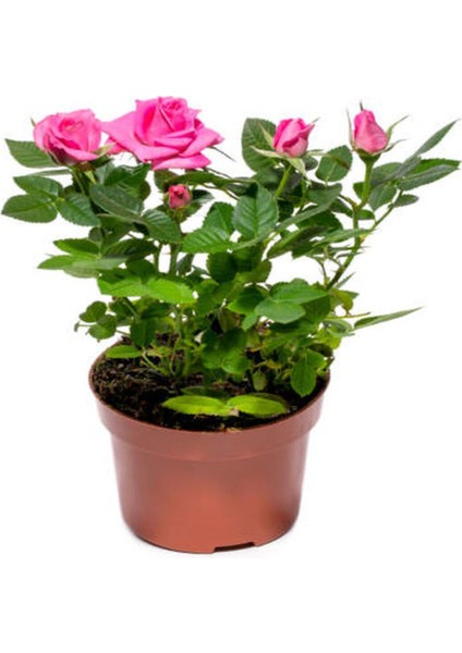 Videolu Minyatür Gül Fidanı 5 Adet Saksılı/ Tüplü 20-30 cm Bahçe Bitkisi (Rose) fırsatları