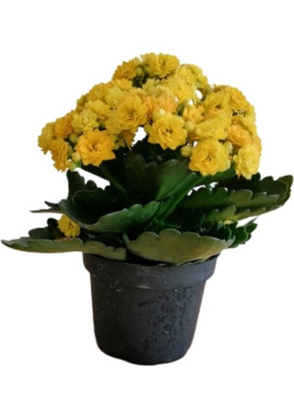Kalanchoe - Kalanşo Çiçeği (Sarı Çiçekli)