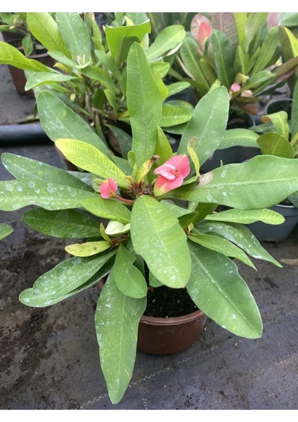 Videolu Milli Dikenler Tacı Pembe Çiçekli 25-55 cm Saksılı İç Mekan Bitkileri Euphorbia