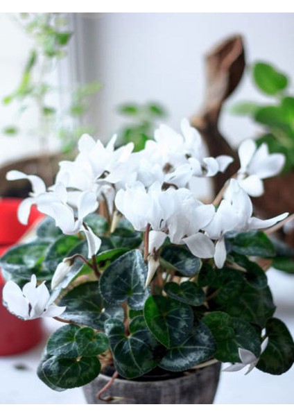 Videolu Beyaz Sıklamen Çiçeği Fidanı 25-35 cm Saksılı İç Mekan Bitkileri Cyclamen modelleri