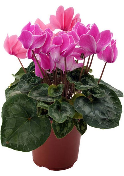 Videolu Canlı Pembe Sıklamen Büyük Boy 1 Adet 20-40 cm İç Mekan Salon Bitkisi (Cyclamen)