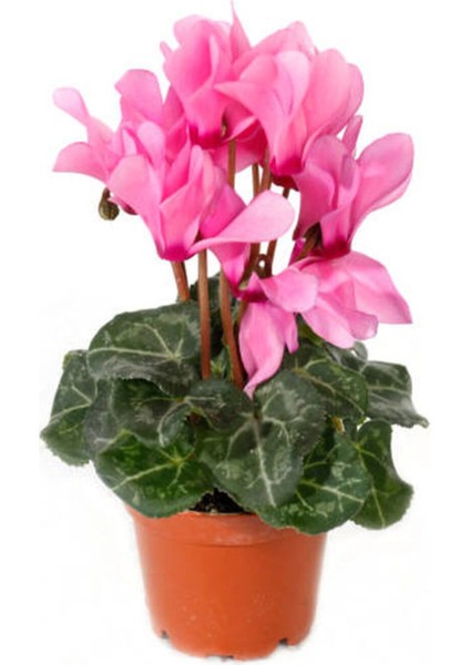 Videolu Canlı Pembe Sıklamen Büyük Boy 1 Adet 20-40 cm İç Mekan Salon Bitkisi (Cyclamen) modelleri