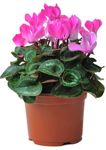 Videolu Canlı Pembe Sıklamen Büyük Boy 1 Adet 20-40 cm İç Mekan Salon Bitkisi (Cyclamen) fırsatları