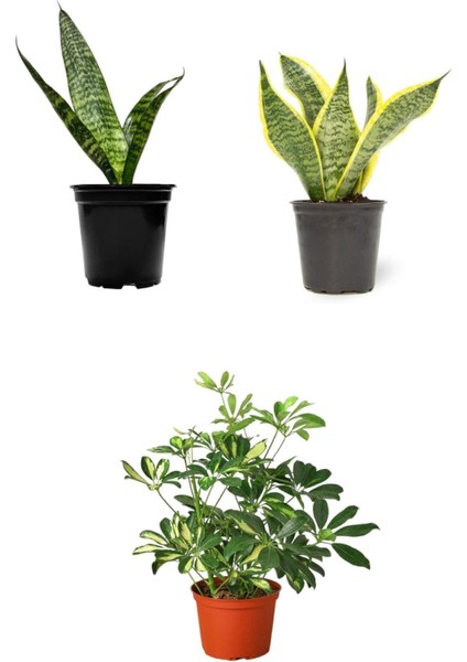 Videolu 3'lü Set Paşa Kılıcı/sarılı Paşa Kılıcı/alacalı Şeflera 30-60 cm Saksılı İç Mekan Bitkileri