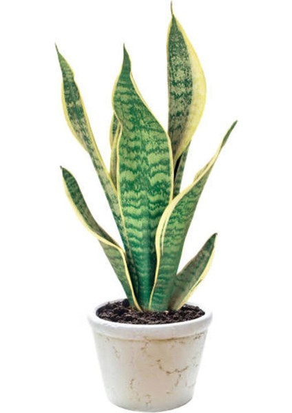 Videolu 3'lü Set Paşa Kılıcı/sarılı Paşa Kılıcı/alacalı Şeflera 30-60 cm Saksılı İç Mekan Bitkileri fiyatları