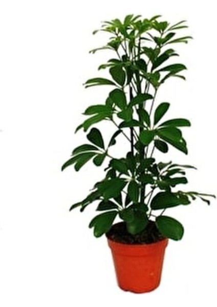 Videolu 1 Adet Çift Dal Yeşil Şeflera Çiçeği Bitkisi 60-80 cm Saksılı İç Mekan Bitkileri (Schefflera) fiyatları