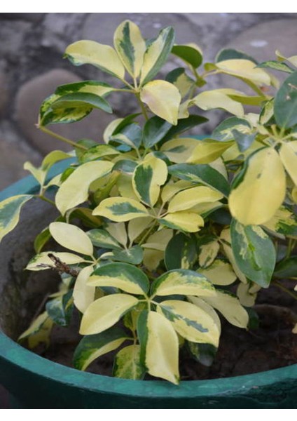 Videolu Çift Dal Alacalı Şeflera Çiçeği 50-80 cm Saksılı İç Mekan Bitkileri (Schefflera) fiyatları