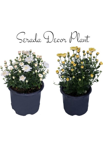 Kasımpatı Beyaz-Sarı 2 Adet Set4 Saksıda Krizantem(Chrysanthemum)Iç Mekan