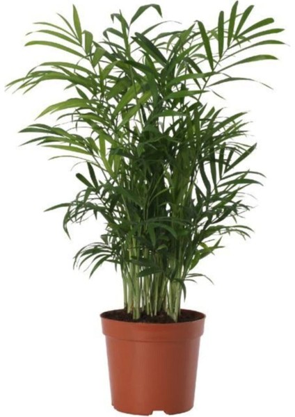 Areka Palmiyesi 30-40 cm
