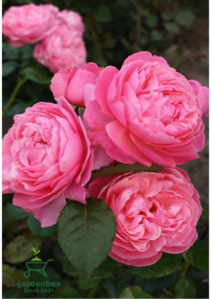 Canlı Bahçe Gülü Pembe Renk 30-50 cm (Pink Rose) fiyatları