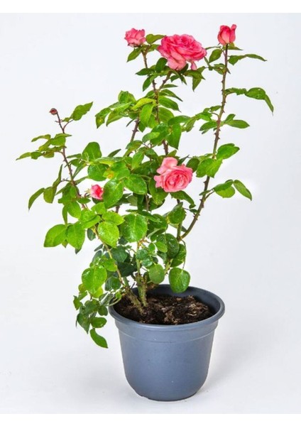 Canlı Bahçe Gülü Pembe Renk 30-50 cm (Pink Rose) modelleri