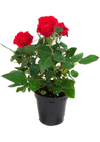 Videolu Yediveren Kırmızı Gül Fidanı 1 Adet Saksılı/ Tüplü 10-15 cm Bahçe Bitkisi (Red Rose)