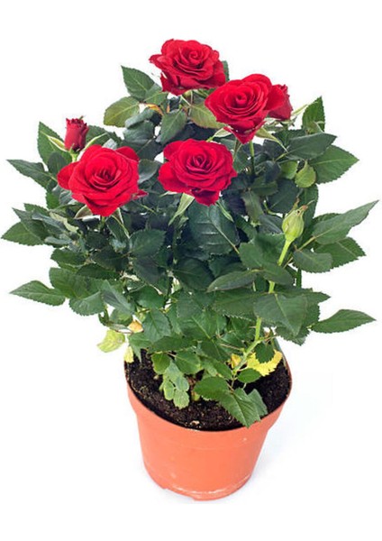 Videolu Yediveren Kırmızı Gül Fidanı 1 Adet Saksılı/ Tüplü 10-15 cm Bahçe Bitkisi (Red Rose)