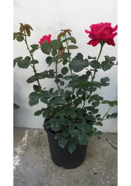 Videolu Yediveren Kırmızı Gül Fidanı 1 Adet Saksılı/ Tüplü 10-15 cm Bahçe Bitkisi (Red Rose)