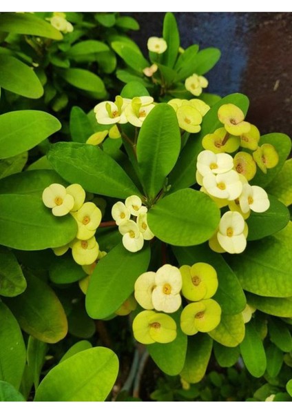 Videolu Sarı Milli Dikenler Tacı 1 Adet Saksılı 15-25 cm İç Mekan Salon Ofis Bitkisi (Euphorbia) modelleri