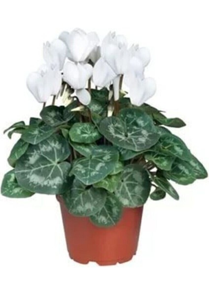 Beyaz Siklamen Çiçeği