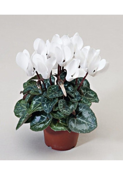 Beyaz Siklamen Çiçeği modelleri