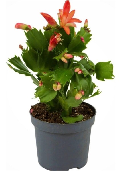 Yılbaşı Çiçeği,yılbaşı Kaktüsü,kırmızı Renk 7 cm Saksıda.