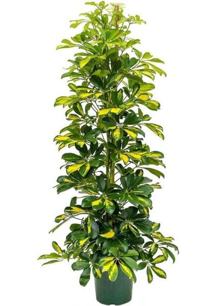 Şeflera Sarı Alacalı 2 Dallı 1 Adet Saksılı 90 - 110 cm Salon Bitkisi (Schefflera Arboricola)