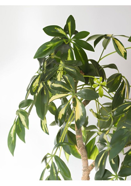 Şeflera Sarı Alacalı 2 Dallı 1 Adet Saksılı 90 - 110 cm Salon Bitkisi (Schefflera Arboricola) fiyatları