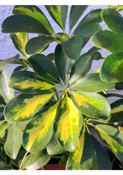 Şeflera Sarı Alacalı 2 Dallı 1 Adet Saksılı 90 - 110 cm Salon Bitkisi (Schefflera Arboricola) fırsatları