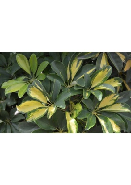 Şeflera Sarı Alacalı 2 Dallı 1 Adet Saksılı 90 - 110 cm Salon Bitkisi (Schefflera Arboricola) indirimleri