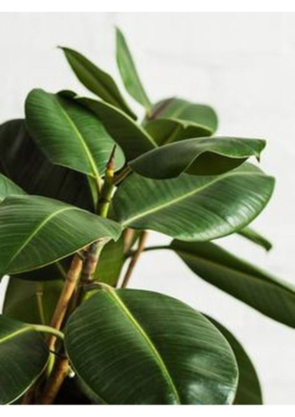 Videolu 2 Köklü Kauçuk Bitkisi 1 Adet Saksılı 80-100 cm İç Mekan Salon Bitkisi (Ficus Elastica) fiyatları