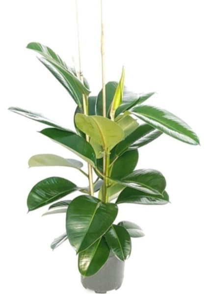 Videolu 2 Köklü Kauçuk Bitkisi 1 Adet Saksılı 80-100 cm İç Mekan Salon Bitkisi (Ficus Elastica) modelleri