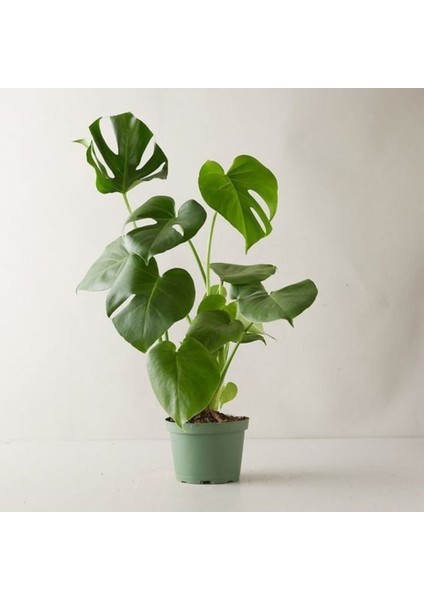 Monstera Deliciosa Deve Tabanı Büyük ve Dolgun Boy 90 - 110 cm