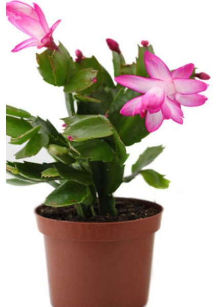 Videolu Pembe Yılbaşı Çiçeği 3 Adet Saksılı 10-15 cm İç Mekan Salon Bitkisi (Rhipsalidopsis) modelleri
