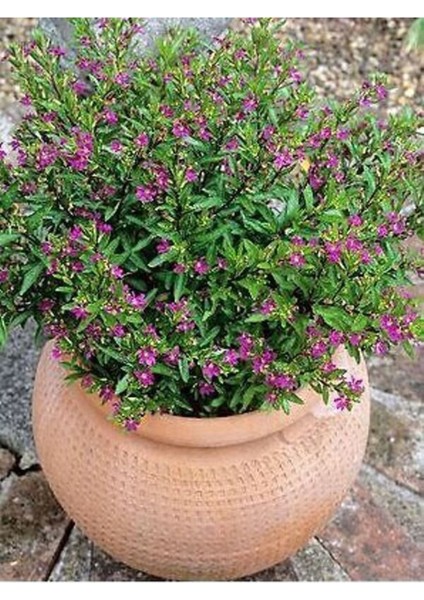 Kufeya Cennet Çiçeği Mor - Cuphea Hyssopifolia 20-30 cm (Iç Mekan Bitkileri)
