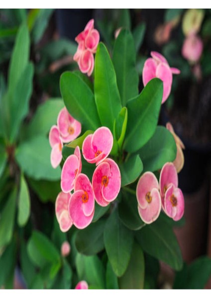 Euphorbia Dikenler Tacı Pembe Renk İthal Kaktüs Ev Ofis İç Mekan Bitkisi 12 cm