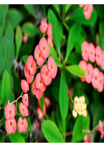 Euphorbia Dikenler Tacı Pembe Renk İthal Kaktüs Ev Ofis İç Mekan Bitkisi 12 cm modelleri