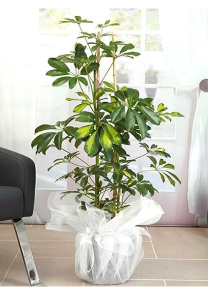 Videolu Çift Dal Alacalı Şeflera Çiçeği 50-80 cm Saksılı İç Mekan Bitkileri (Schefflera) modelleri