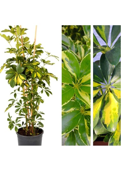 Videolu Tek Dal Alacalı Şeflera Çiçeği 45-90 cm Saksılı İç Mekan Bitkileri (Schefflera) fiyatları