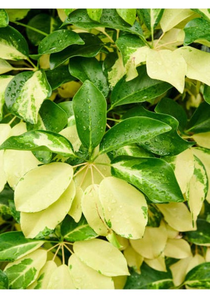 Videolu Tek Dal Alacalı Şeflera Çiçeği 45-90 cm Saksılı İç Mekan Bitkileri (Schefflera) modelleri