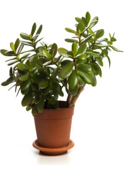 Videolu Bonsai Para Ağacı Yeşim 1 Adet 10-15 cm Saksıda Büyük Boy Salon Bitkisi ( Crassula Ovata )