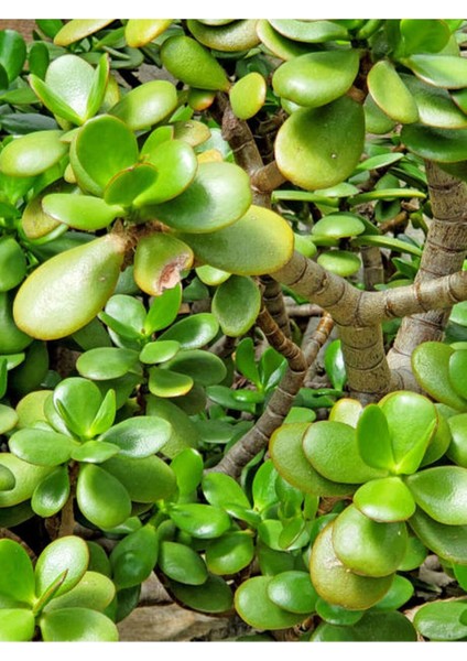 Videolu Bonsai Para Ağacı Yeşim 1 Adet 10-15 cm Saksıda Büyük Boy Salon Bitkisi ( Crassula Ovata )