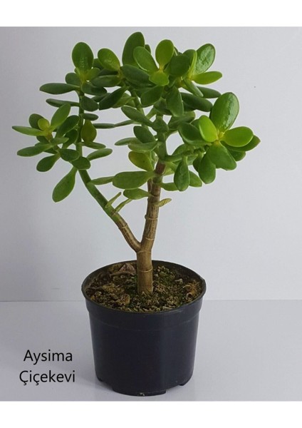 Videolu Bonsai Para Ağacı Yeşim 1 Adet 10-15 cm Saksıda Büyük Boy Salon Bitkisi ( Crassula Ovata )