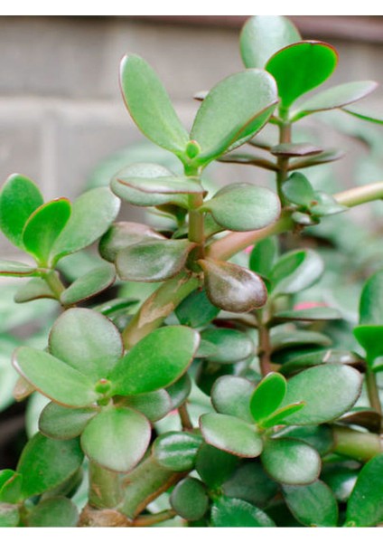 Videolu Bonsai Para Ağacı Yeşim 1 Adet 10-15 cm Saksıda Büyük Boy Salon Bitkisi ( Crassula Ovata )