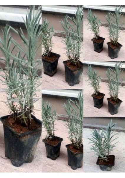 Videolu Lavanta Fidanı 10 Adet Saksılı/Tüplü 10-15 cm Bahçe Bitkisi (Lavander)
