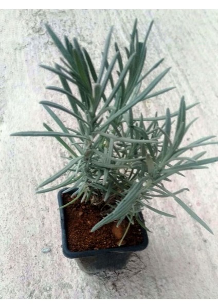 Videolu Lavanta Fidanı 10 Adet Saksılı/Tüplü 10-15 cm Bahçe Bitkisi (Lavander) modelleri