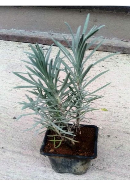 Videolu Lavanta Fidanı 10 Adet Saksılı/Tüplü 10-15 cm Bahçe Bitkisi (Lavander) fırsatları