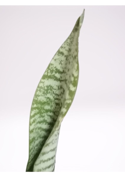 Mini Paşa Kılıcı Sansevieria [30-40 cm]