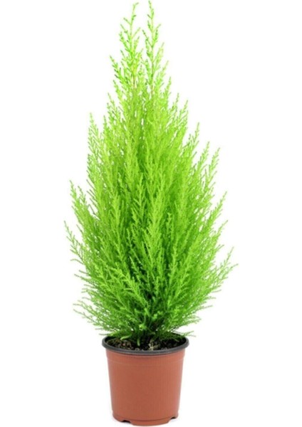 Limon Kokulu Limoni Servi Cupressus Ev Ofis Salon Çamı 30-45 cm fiyatları