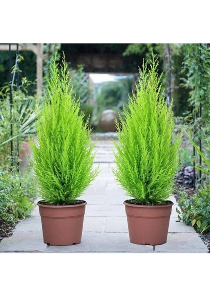 Limon Kokulu Limoni Servi Cupressus Ev Ofis Salon Çamı 30-45 cm modelleri