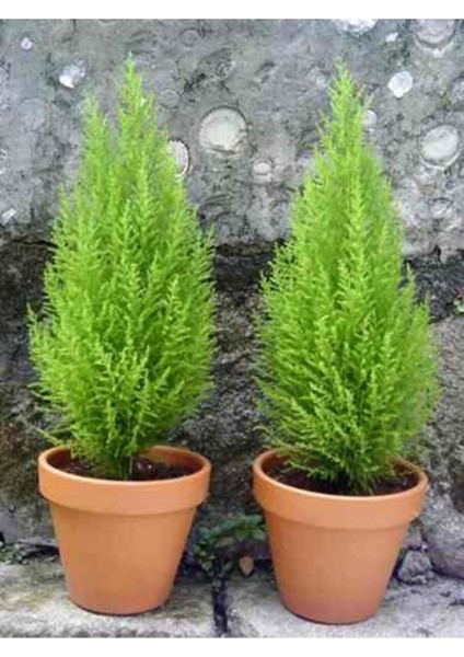 Limon Kokulu Limoni Servi Cupressus Ev Ofis Salon Çamı 30-45 cm indirimleri