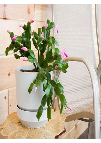 Yılbaşı Çiçeği Dolgun Formlu 8.5 Saksıda İç Mekan Bitkisi